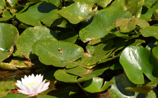 White flower pond lilies frog - a frog free wallpaper