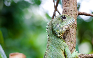 Green lizard climbing tree forest - david young cameron free wallpaper
