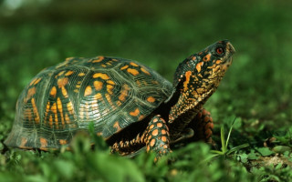 Turtle grass ecological art 3d - the camera lense free wallpaper