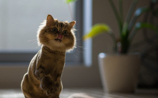 Cat standing hind legs mouth - its hind leg free wallpaper