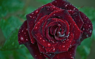 Red rose water droplets gothic 8 - a red rose free wallpaper