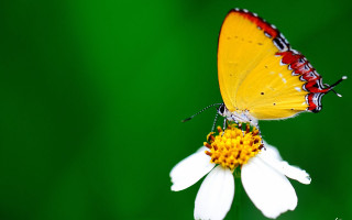 Yellow butterfly white flower green - a green background behind free wallpaper