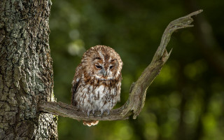 Small owl forest branch blurry - a small owl free wallpaper