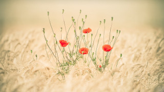 Field redflowers berry plant nature - center free wallpaper