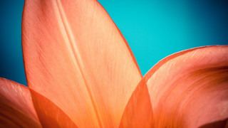Flower blue background macro gradient - a single flower in the center free wallpaper