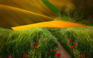 Field flower path red flowers - impressionist free wallpaper