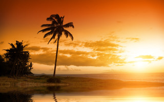 Palm tree sunset ocean reflection - against a sunset over the ocean free wallpaper