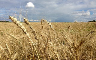 Wheat field cloudy sky mountains - de hirsh margule free wallpaper