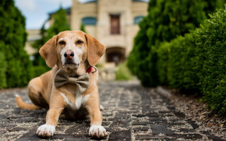 Dog bowtie cobblestone house lawn - a bow tie free wallpaper