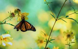 Yellow butterfly flower field macro - yellow flower free wallpaper