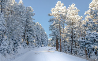 Snowy forest road autumn leaves 2 - a matte painting free wallpaper