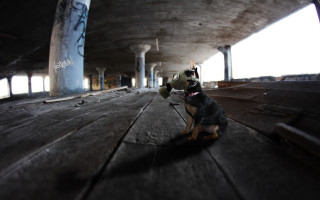 Dog woodenfloor graffiti person walking - graffiti free wallpaper