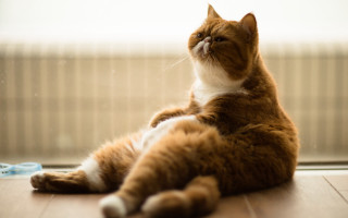 Cat sitting window curtain portrait - figurativism free wallpaper