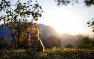 Kitten grass sunshine tree blur - e. william gollings free wallpaper