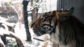 Majestic tiger snowy window outdoors - a tiger free wallpaper