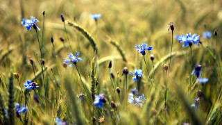 Blue flowers field girls butterfly - the middle of the day free wallpaper