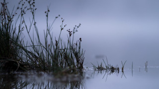 Tiny pond fog plants sunset - tonalism free wallpaper