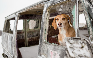 Dog snowy van broken window - photography free wallpaper
