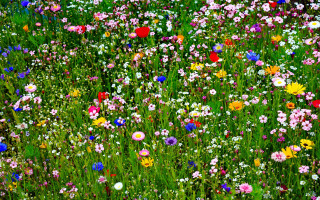 Flower field red stop sign - eliot hodgkin free wallpaper