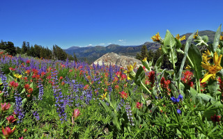Wildflower field mountains blue sky - the background in the distance free wallpaper