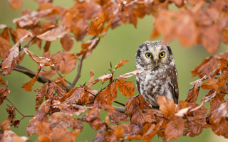 Small owl branch autumn bird - a small owl free wallpaper