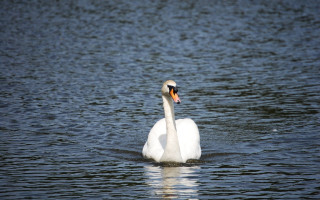 White swan lake shallow puzzle - orange beak free wallpaper