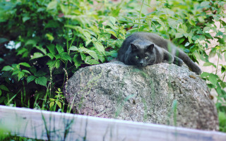Black cat rock garden blurry - stuckism free wallpaper for desktop