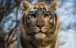 White tiger blurry background shiba - a white tiger free wallpaper