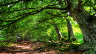 Dirt path forest trees rocks - forest free wallpaper