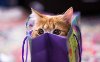 Cat peeking purple bag big - optical free wallpaper