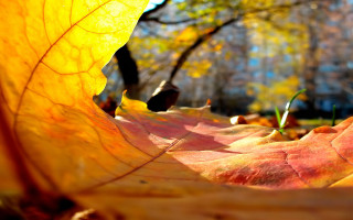 Ginkgo leaf autumn bokeh fire - the grass free wallpaper
