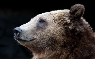 Bear closeup wildlife photography black - carl hoppe free wallpaper