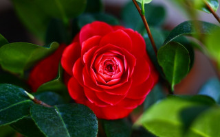 Red rose green leaves sunlight 5 - a red rose free wallpaper
