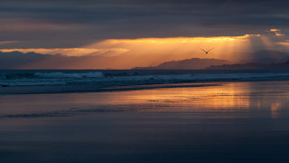 Bird beach sunset cresting rays - over a beach free wallpaper