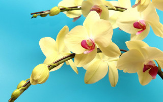 Yellow flowers blue background photorealism - anne dunn free wallpaper