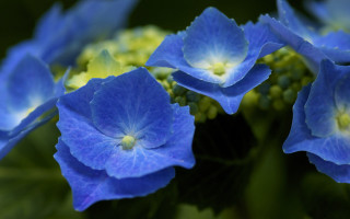 Blue flowers green leaves bokeh - vivid free wallpaper