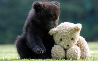Black bear white teddy bears - a white teddy bear free wallpaper