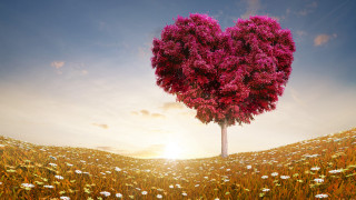 Heart tree flower field sunset - the sun setting behind free wallpaper