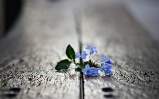 Blue flower green plant macro - a wooden surface free wallpaper
