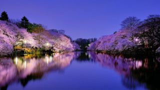 River reflections night purple flowers - a river free wallpaper