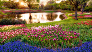Pond flowers trees sunset landscape - flower and trees free wallpaper