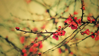 Branch red flowers blurry background - an zhengwen free wallpaper