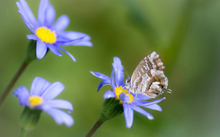 Domirinic fegallia blue butterfly flower - blue flower free wallpaper for desktop