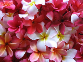 Pink white flowers red background - a bunch free wallpaper