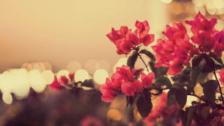 Red flowers blurry lights cityscape - blurry free wallpaper