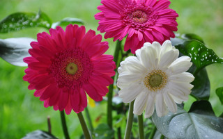 Flowers vase outdoor daisy hydrangea - outside free wallpaper