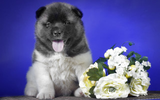 Puppy bouquet flowers blue background - classical realism free wallpaper
