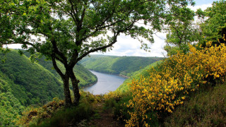 River hillside trees flowers path - a hill side free wallpaper