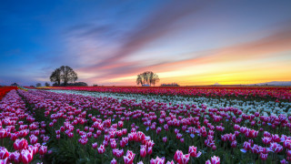 Flower field sunset tree nature - a field of flowers free wallpaper