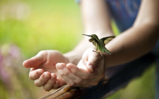 Small bird flying hand field - a small bird free wallpaper